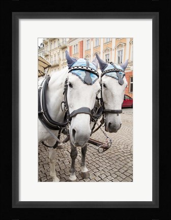 Framed Czech Republic Horses On Cobblestone Karlovy Vary Street Print