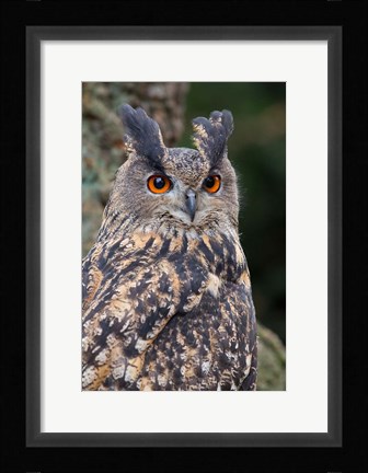 Framed Czech Republic, Liberec Eagle Owl Falconry Show Print