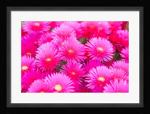 Framed Cote d'Azure Near Cap d'Antibes Ice Plant Delosperma Cooperi Print