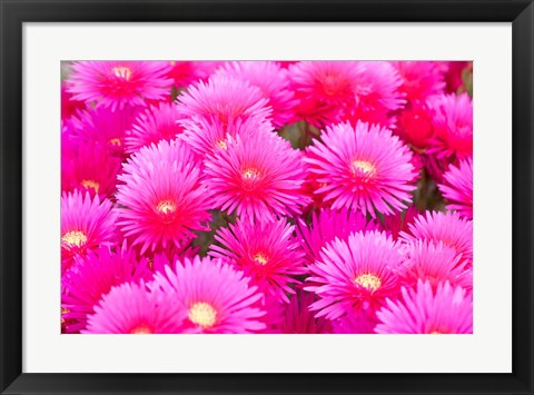 Framed Cote d'Azure Near Cap d'Antibes Ice Plant Delosperma Cooperi Print
