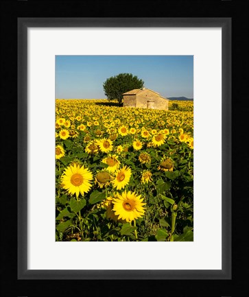 Framed France, Provence, Old Farm House In Field Of Sunflowers Print
