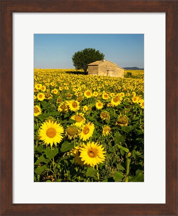 Framed France, Provence, Old Farm House In Field Of Sunflowers Print