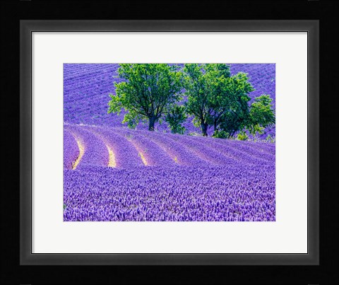 Framed France, Provence, Lavender Field On The Valensole Plateau Print