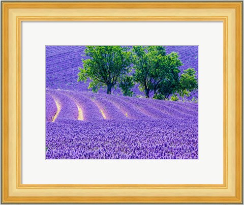 Framed France, Provence, Lavender Field On The Valensole Plateau Print