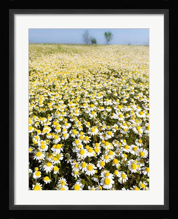 Framed Chamomile Field (Matricaria Chamomilla), Hortobagy National Park In Spring Hungary Print