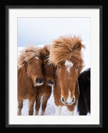 Framed Icelandic Horses With Typical Thick Shaggy Winter Coat, Iceland 12 Print