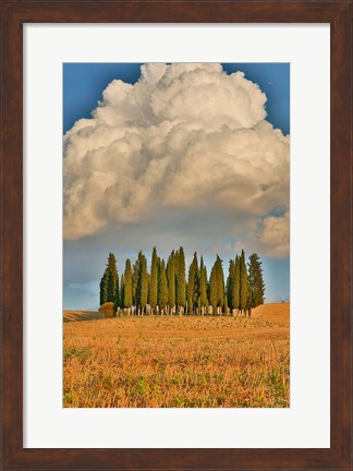 Framed Italy, Tuscany Cypress Tree Grove And Towering Cloud Formation Print