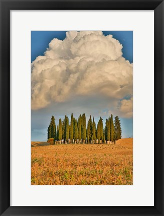 Framed Italy, Tuscany Cypress Tree Grove And Towering Cloud Formation Print