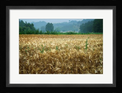 Framed Italy, Tuscany, Wheatfield Print