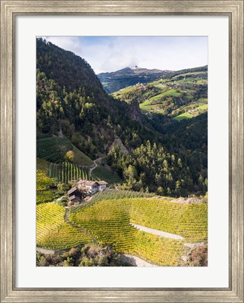 Framed Viniculture Near Klausen In South Tyrol During Autumn, Italy Print