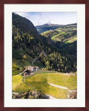 Framed Viniculture Near Klausen In South Tyrol During Autumn, Italy Print