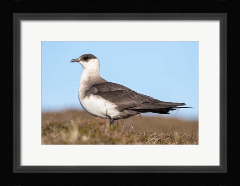 Framed Arctic Skua Great Britain, Scotland, Shetland Islands Print
