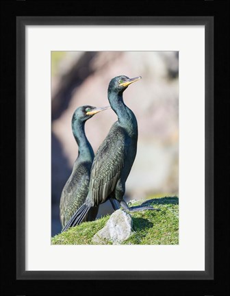 Framed European Shag Or Common Shag On The Shetland Islands In Scotland Print