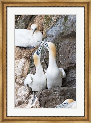 Framed Northern Gannet, Hermaness Bird Reserve, Unst Island, Scotland Print
