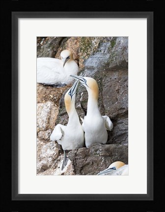 Framed Northern Gannet, Hermaness Bird Reserve, Unst Island, Scotland Print