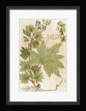 Framed Aconitum Seventeenth-Century Engraving In Bibliotheca Pharmaceutica-Medica Print