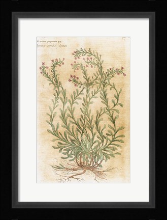 Framed Ageratum Seventeenth-Century Engraving In Bibliotheca Pharmaceutica-Medica Print