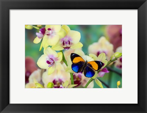 Framed Brush-Footed Butterfly, Callithea Davisi On Orchid Print