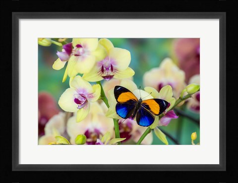 Framed Brush-Footed Butterfly, Callithea Davisi On Orchid Print