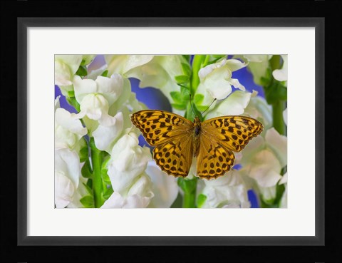 Framed European Silver-Washed Fritillary Butterfly On Snapdragon Flower Print