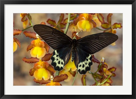 Framed Priapus Batwing Swallowtail Butterfly From SE Asia Print