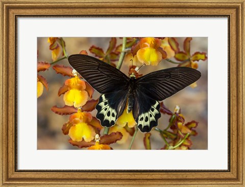 Framed Priapus Batwing Swallowtail Butterfly From SE Asia Print