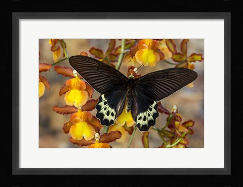 Framed Priapus Batwing Swallowtail Butterfly From SE Asia Print