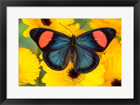 Framed Painted Beauty Butterfly From The Amazon Region Print