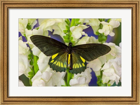 Framed Belus Swallowtail Butterfly On White And Yellow Snapdragon Flower Print