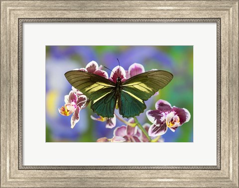 Framed Crassus Swallowtail Butterfly Print