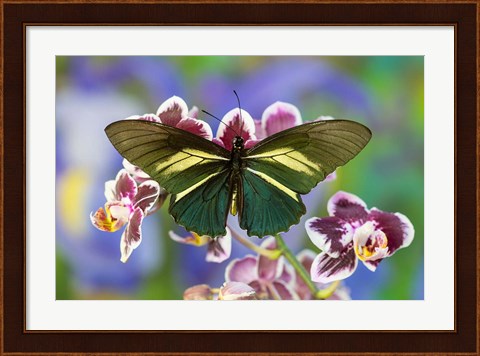 Framed Crassus Swallowtail Butterfly Print