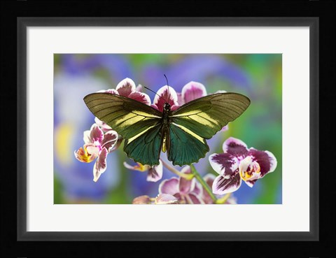 Framed Crassus Swallowtail Butterfly Print