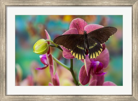 Framed Butterfly Battus Streckerianus From Central And South America Print