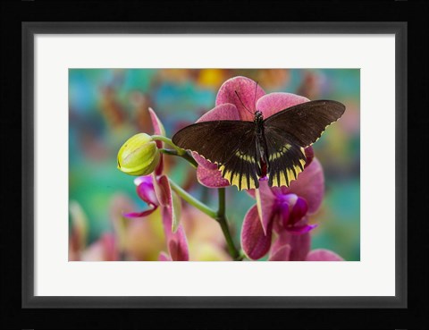 Framed Butterfly Battus Streckerianus From Central And South America Print