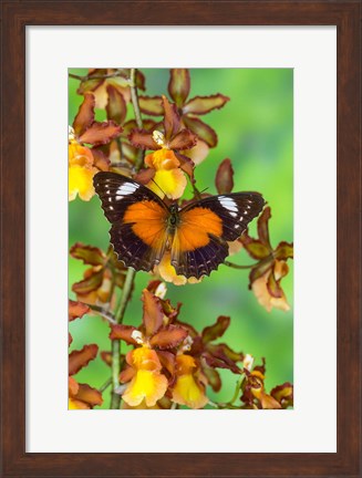 Framed Leopard Lacewing Butterfly Print