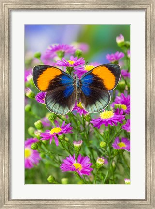 Framed Star Sapphire Butterfly Print