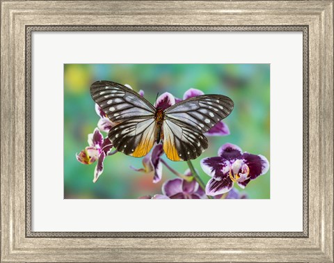 Framed Butterfly Calinaga Buddha, The Freak Print