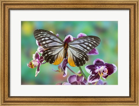 Framed Butterfly Calinaga Buddha, The Freak Print