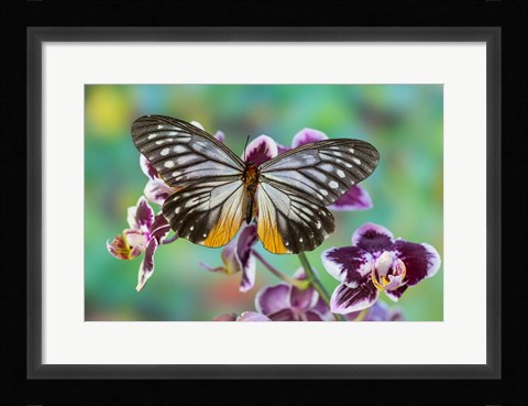 Framed Butterfly Calinaga Buddha, The Freak Print
