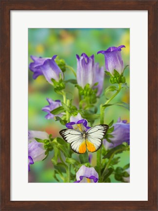Framed Orange Gull Butterfly Print