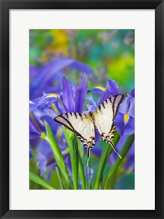 Framed Short-Lined Kite Swallowtail Print