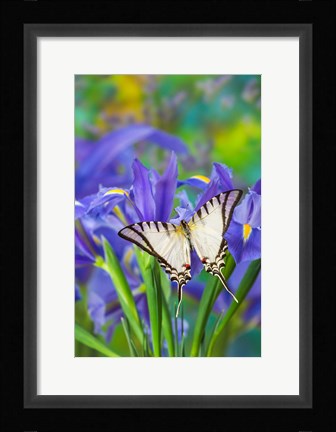 Framed Short-Lined Kite Swallowtail Print