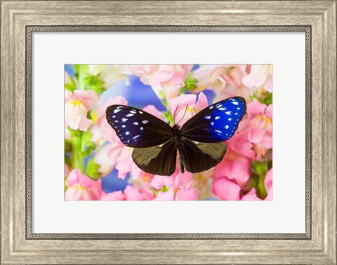 Framed Butterfly The Striped Blue Crow Print