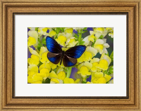 Framed Blue Crow Butterfly Print