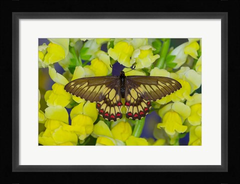 Framed Butterfly Eurytides Corethus In The Papilionidae Family Print