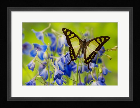 Framed Glassy Bluebottle Butterfly Print