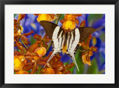 Framed Graphium Dorcus Butongensis Or The Tabitha&#39;s Swordtail Butterfly Print
