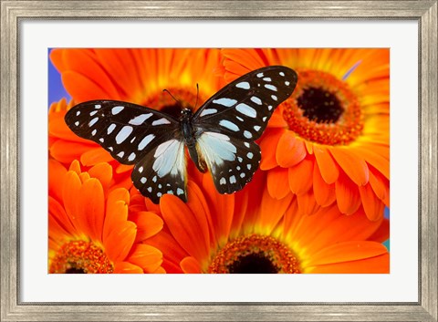 Framed Veined Swordtail Butterfly Print