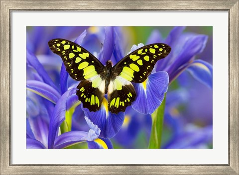 Framed Electric Green Swallowtail Butterfly Print