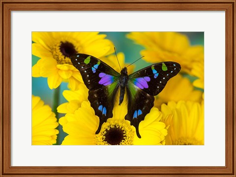 Framed Purple Spotted Swallowtail Butterfly Print